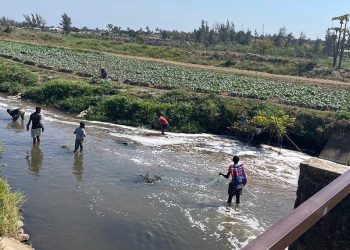 Uso de Água Poluída para Irrigação de Hortícolas Consumidas em Maputo Ameaça Saúde Pública