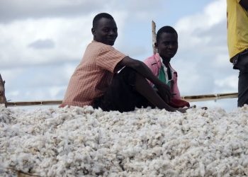 Governo Reduz Preço Mínimo do Algodão da Primeira Qualidade em 8 Meticais/Kg