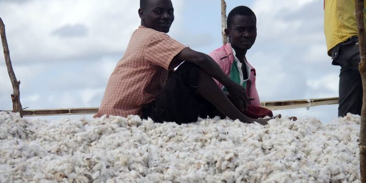 Governo Reduz Preço Mínimo do Algodão da Primeira Qualidade em 8 Meticais/Kg