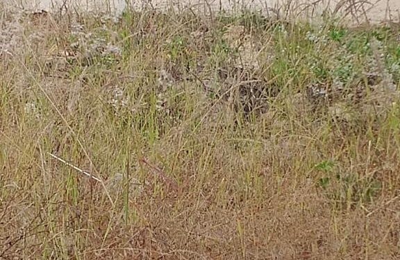 Seis Mortos em Ataque Terrorista na Vila-Sede de Mocímboa da Praia