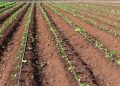 Mozambican Government Will Use 200 Million Meticais to Rebuild Gaza Irrigation Schemes