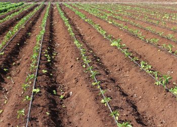 Mozambican Government Will Use 200 Million Meticais to Rebuild Gaza Irrigation Schemes