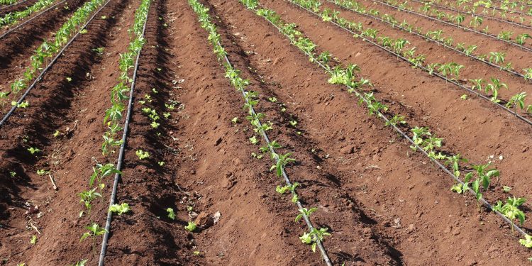 Mozambican Government Will Use 200 Million Meticais to Rebuild Gaza Irrigation Schemes