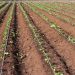 Mozambican Government Will Use 200 Million Meticais to Rebuild Gaza Irrigation Schemes