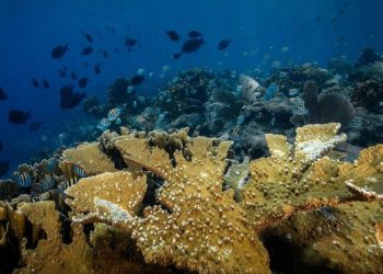 Mozambique Ratifies Landmark UN High Seas Biodiversity Treaty