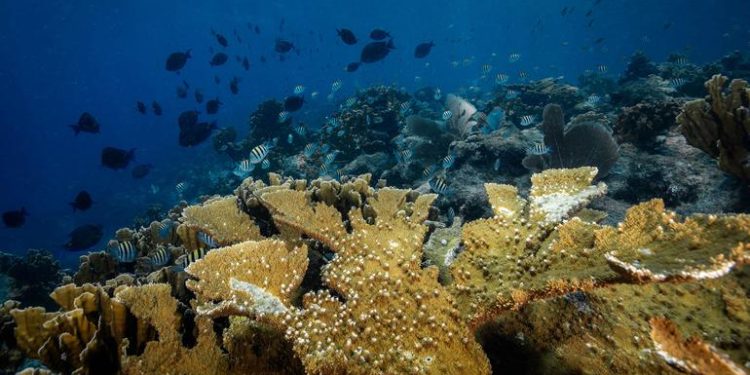 Mozambique Ratifies Landmark UN High Seas Biodiversity Treaty