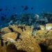 Mozambique Ratifies Landmark UN High Seas Biodiversity Treaty