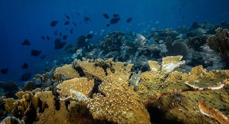 Mozambique Ratifies Landmark UN High Seas Biodiversity Treaty