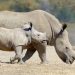 Nine White Rhinos for Inhambane