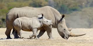 Nine White Rhinos for Inhambane