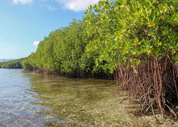 Climate Change Depleting Mozambique’s Mangrove Forests