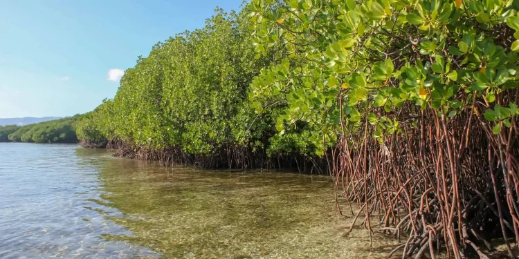 Climate Change Depleting Mozambique’s Mangrove Forests