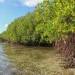 Climate Change Depleting Mozambique’s Mangrove Forests