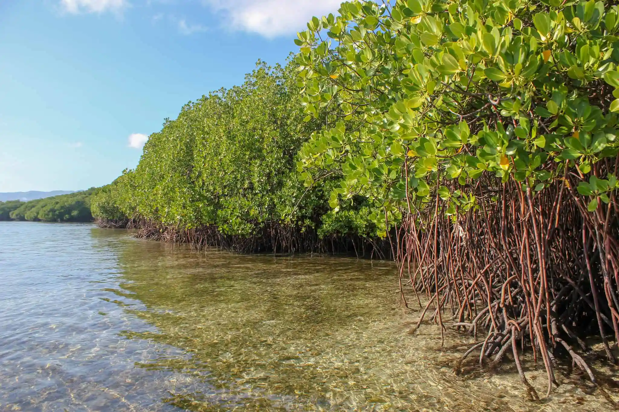 Climate Change Depleting Mozambique’s Mangrove Forests